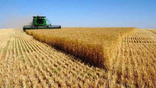 Souk Ahras : une récolte céréalière de 2,38 millions de quintaux