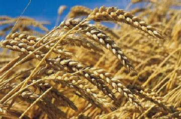 Maroc importation de blé tendre