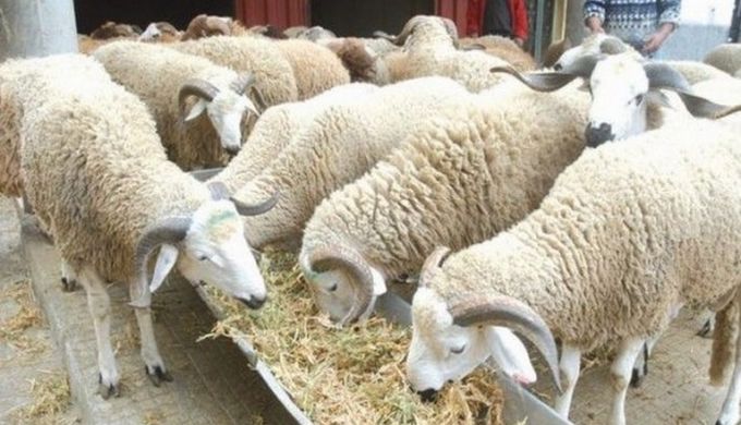 #mouton