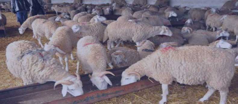 Mouton de l’Aïd: Les prix en hausse de 40% cette année