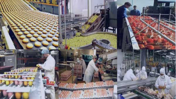 Industries alimentaires: plus de 31.000 entreprises activant dans le domaine