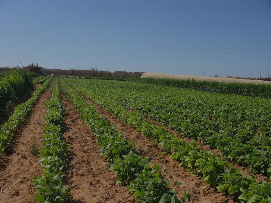 agriculture algérienne
