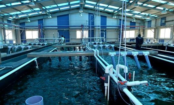 Aquaculture : dépôt de plus de 20 demandes de montage de coopératives a Ouargla