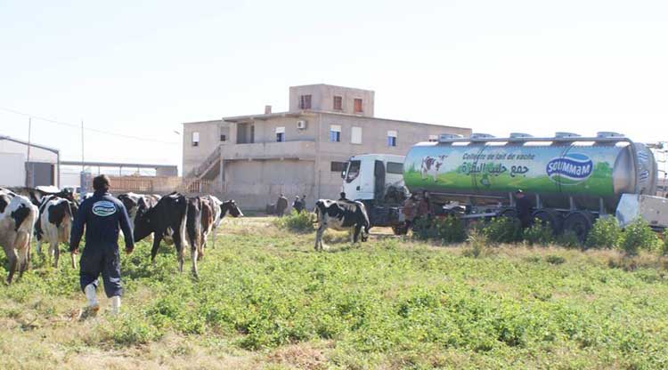 Béjaïa : la laiterie Soummam dispose d'une capacité de production de 300.000 litres/jour