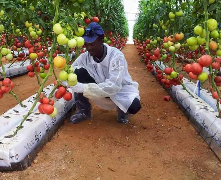 Marché agroalimentaire mondial : l’Afrique va encore augmenter ses importations sur les 10 prochaines année