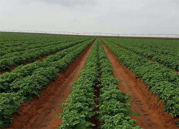 Moins de 25% des surfaces agricoles, utilisent la technique d'irrigation du  goutte-à-goutte - Algerie Eco