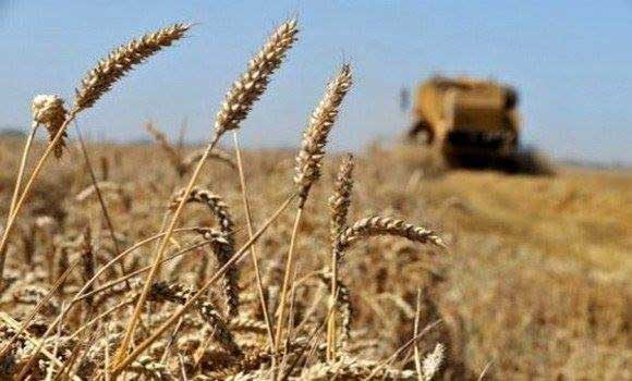L'Algérie achète 450 000 tonnes de blé
