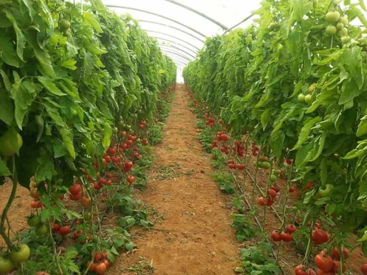 Ali Bey Nasri: « L’Algérie a exporté pour seulement 100 millions de dollars de produits agricoles »