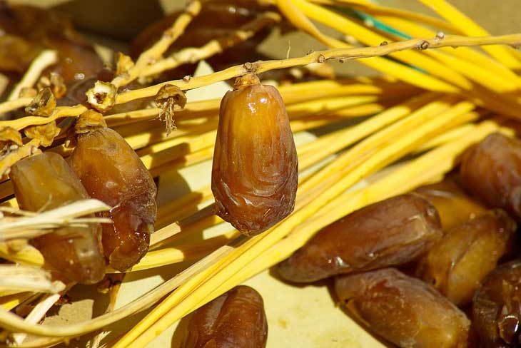 Rezig : l'Algérie parmi les cinq premiers producteurs de dattes au monde