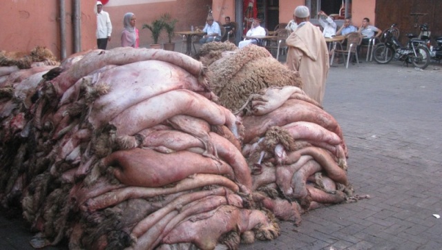 ACED table sur la collecte de plus de 500.000 peaux de moutons lors de l’Aïd
