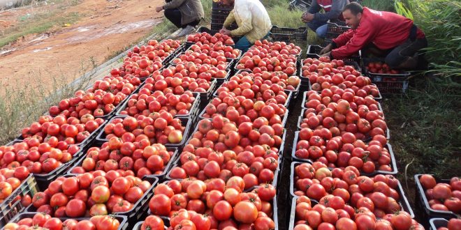 El-Oued: production de quelque 3 millions qx de tomate d’arrière saison