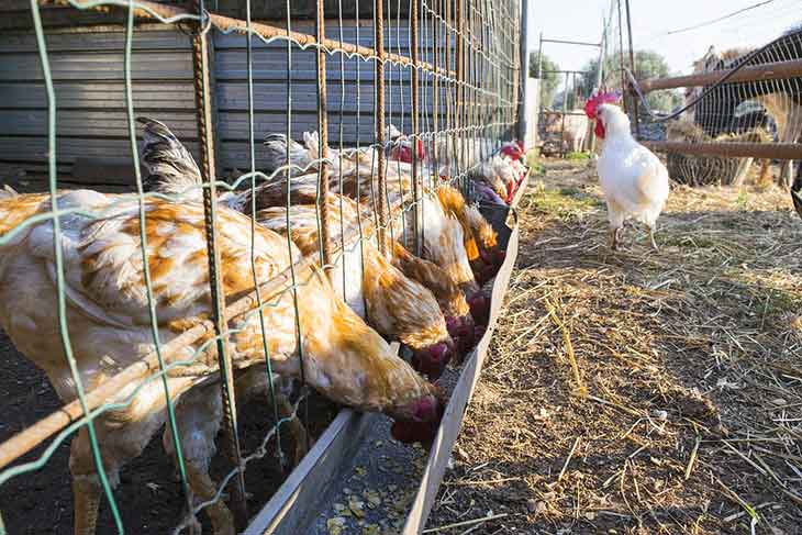 Aviculture : près de 1,5 million de poules reproductrices décimées par la grippe aviaire
