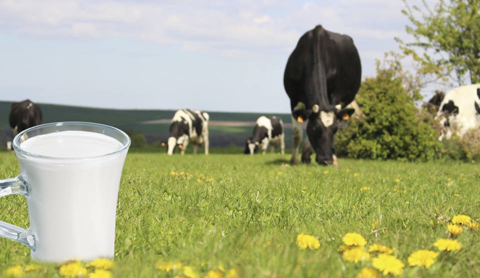 Ouverture de l’importation des vaches laitières de l’étranger en janvier