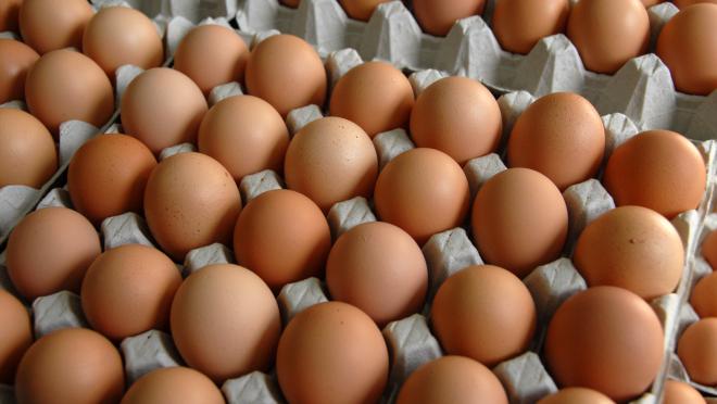 Tonic Industrie exporte 60 millions de plateaux d'œufs vers la Tunisie
