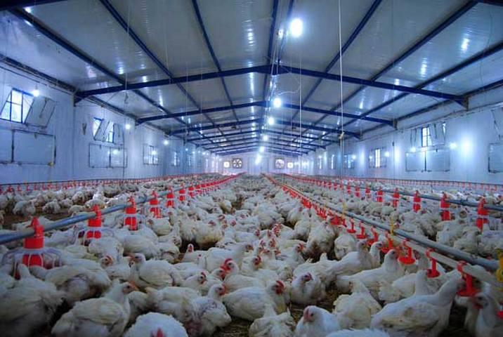 Aliments pour bétails et volailles : Vers l'exemption de la TVA des opérations de vente