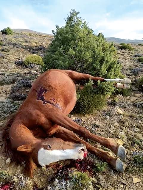 Khenchela : Des chevaux sauvages abattus à Chélia