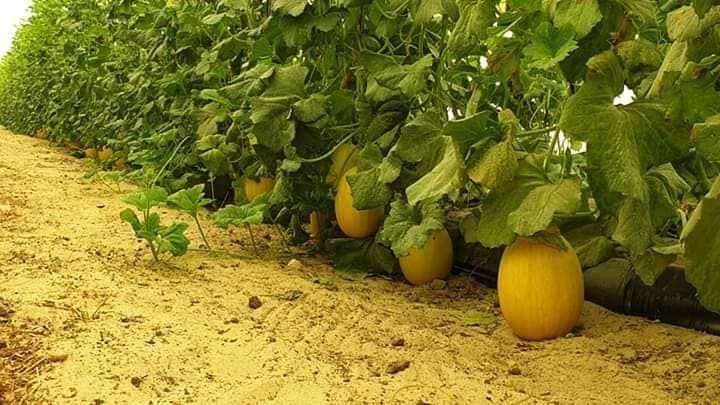 Agriculture Saharienne : l'ODAS destinataire de 350 dossiers d'investissement
