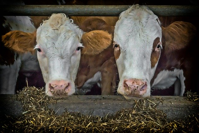 Annaba : 399 vaches importées de France placées en quarantaine
