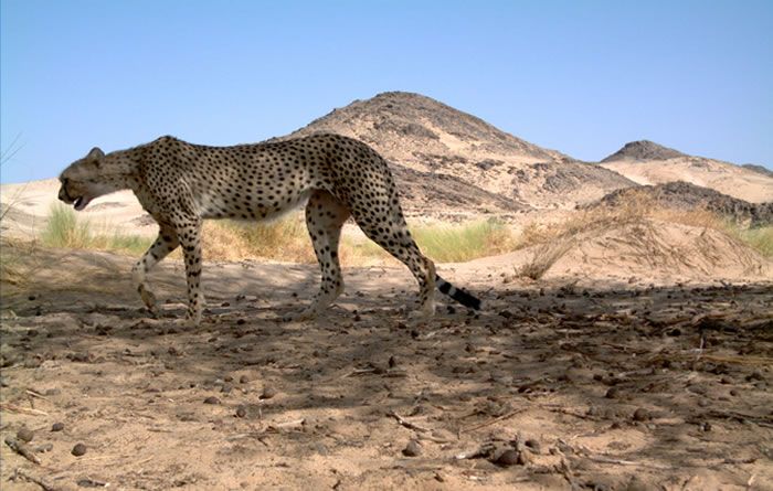 Tamanrasset : Le guépard saharien réapparu dans l'Ahaggar