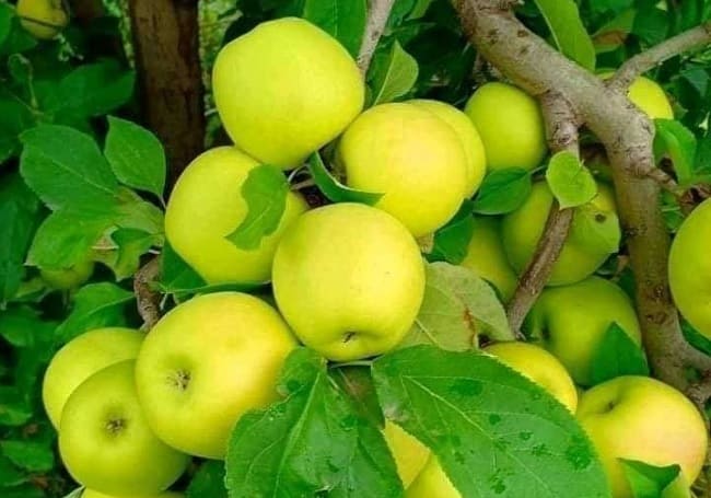 Production de pommes : plus de 1,37 million de quintaux prévus à Batna