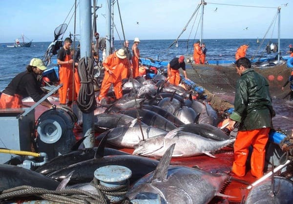 Pêche au thon rouge : construction de 4 navires algériens à l'horizon 2024