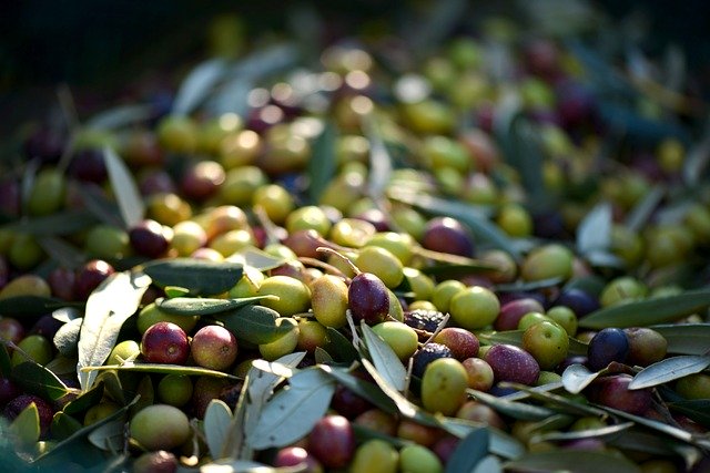 Production d'olives : 24.000 quintaux récoltés cette saison à El Bayadh