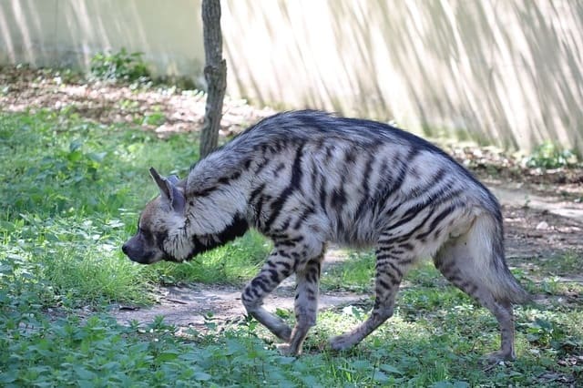 Tipaza : réapparition de l'hyène rayée après une absence de plusieurs décennies