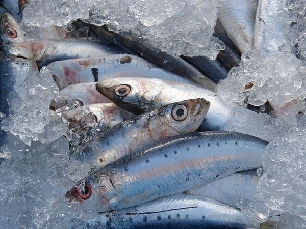 Alger : le prix de la sardine frôle les 800 DA