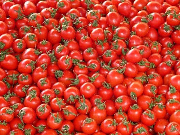 Tomate industrielle : une baisse du rendement à l'hectare prévue à Chlef
