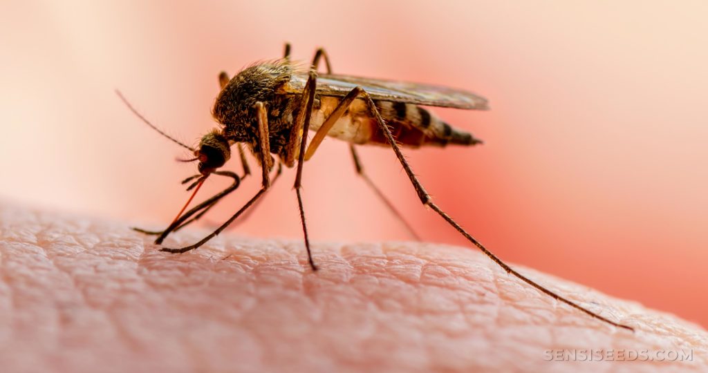 Plus de 1000 cas de paludisme enregistrés dans le Sud du pays