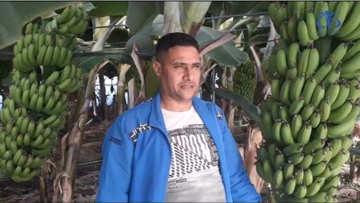 Jijel : Le jeune Zoheir Fatssi réussit à relancer la culture de la banane