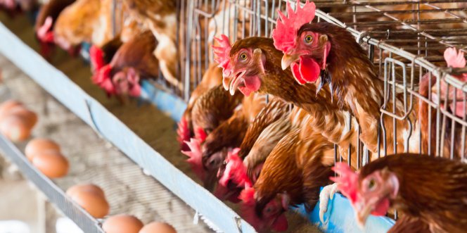 Le ministère de l'Agriculture et du Développement Rural, a démenti formellement, jeudi, dans un communiqué, l’information relative à l'importation de poules pondeuses.
