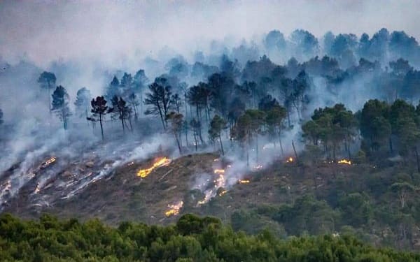 Khenchela : des dizaines d’hectares de couvert végétal ravagés par les flammes à Tamza