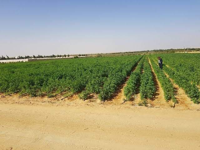 Abdelkader Khelifa : « Le nouveau code d’investissement va attirer plus de capitaux dans le domaine agricole »