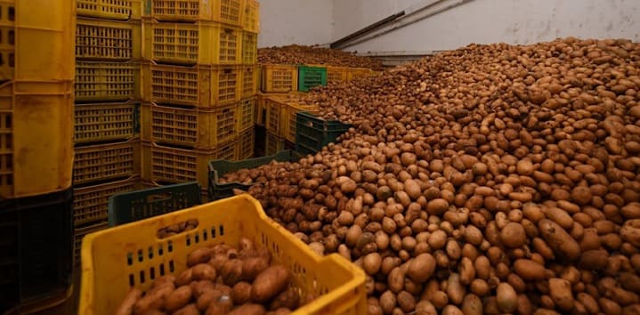 ONILEV : Approvisionnement du marché avec 15.000 tonnes de pommes de terre