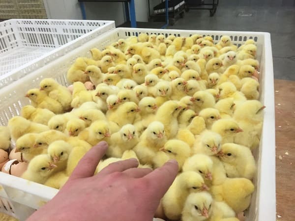 Filière avicole : l'ONAB réduit le prix des poussins à 100 DA