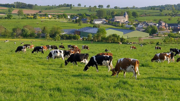Suspension de l'importation de bovins vivants en provenance de France