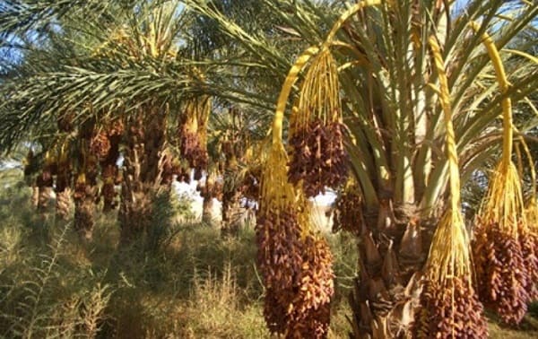 El Meghaïer: Perte de 60% de la production de dattes