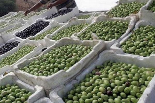 Boumerdes: Ouverture de la foire nationale de l'olive