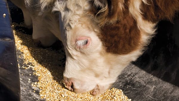 Utilisation du blé pour l'alimentation animale : la mise en garde du ministère de l'Agriculture
