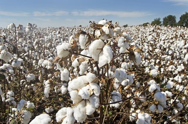 Le Portugal désire importer de l’Algérie du coton