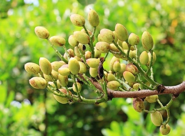 Culture du pistachier : lancement de parcelles expérimentales à Médéa