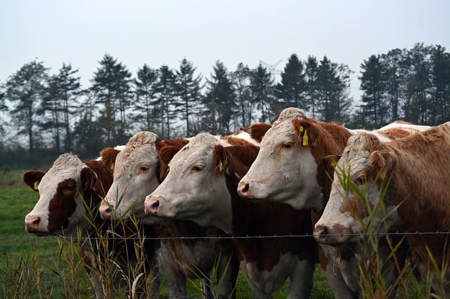 L'Algérie a besoin de 2 millions de vaches laitières pour cesser l'importation de poudre de lait