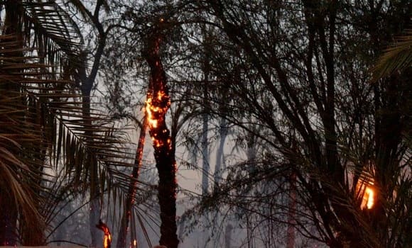 Djanet : plus de 300 palmiers ravagés par les flammes à Adjahil