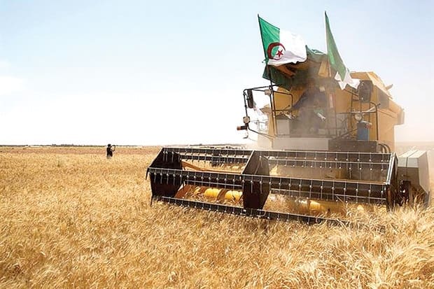 Le président Tebboune ordonne d'accroître le taux de production du blé à 30 quintaux/hectare