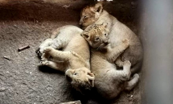 Bejaia : naissance de trois lionceaux au parc Tifrit d'Akbou