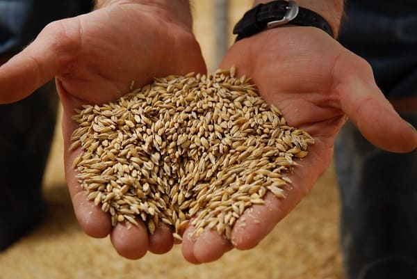 Alimentation de bétail : le ministère de l'Agriculture interdit l'utilisation du blé