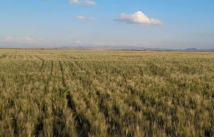 Céréales : une production de plus de 850.000 quintaux prévue à Djelfa