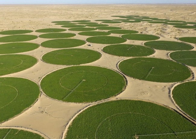 Henni : l'agriculture saharienne, une solution pour assurer  l'autosuffisance en céréale - Algerie Eco