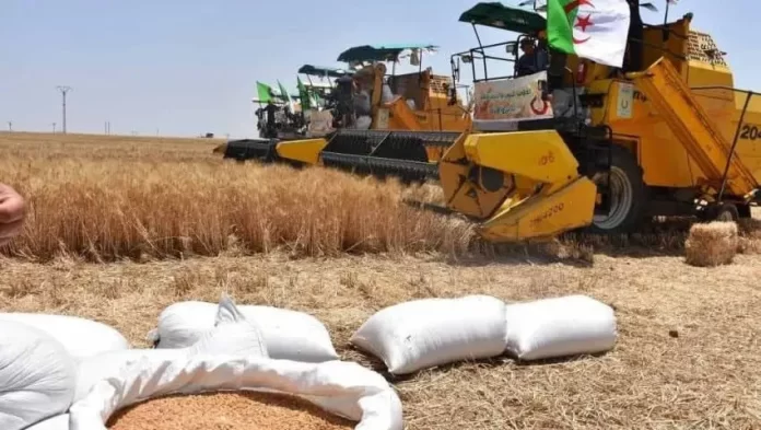Le président Tebboune ordonne d'accroître le taux de production du blé à 30 quintaux/hectare